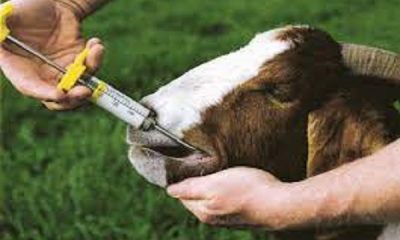 Goat Veterinary University will impart training to farmers