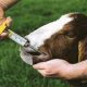 Goat Veterinary University will impart training to farmers