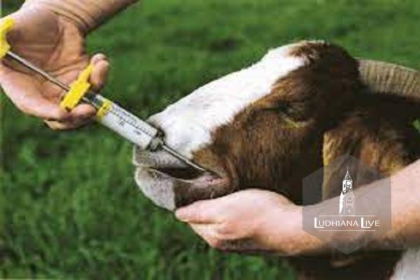 Goat Veterinary University will impart training to farmers
