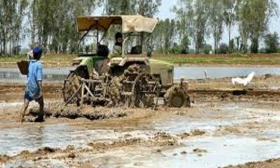 Paddy sowing in the fields by the farmers started quickly