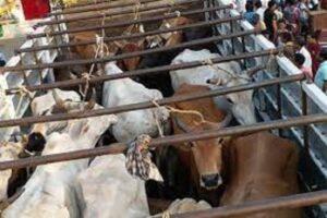 Cows being taken to abattoir recovered, 4 accused arrested