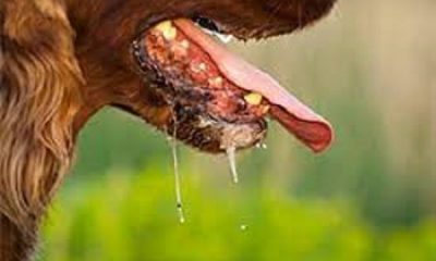 Dogs kill 5 lakh people in Punjab in 4 years, no rabies vaccine in government hospitals