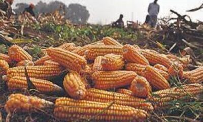 Punjab govt refuses to buy maize at support price in grain markets