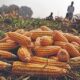 Punjab govt refuses to buy maize at support price in grain markets