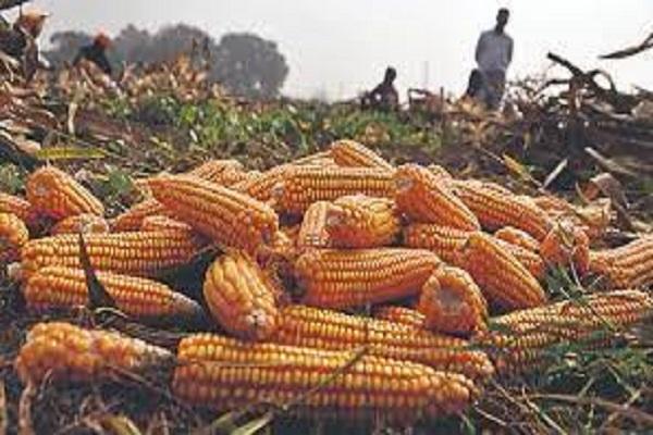 Punjab govt refuses to buy maize at support price in grain markets