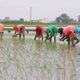 Conducted webinar for information on developed methods of paddy cultivation