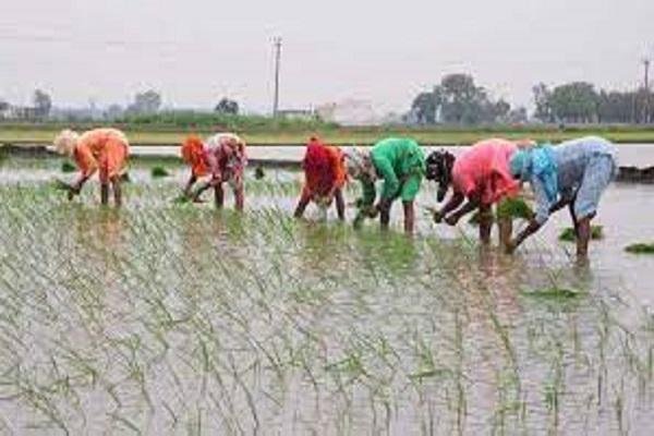 Conducted webinar for information on developed methods of paddy cultivation