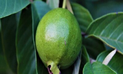 Guava leaves benefits