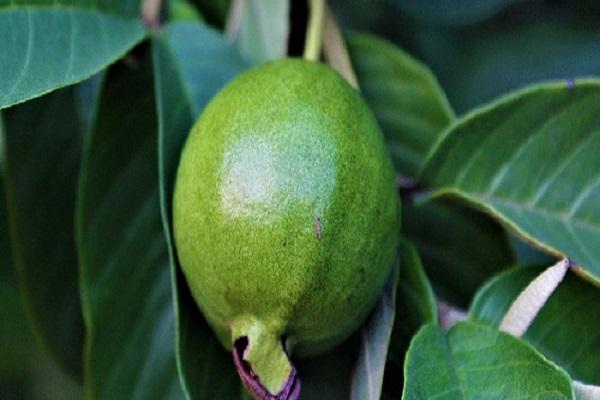 Guava leaves benefits