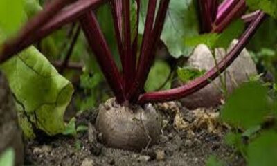 Beetroot health benefit