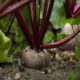 Beetroot health benefit