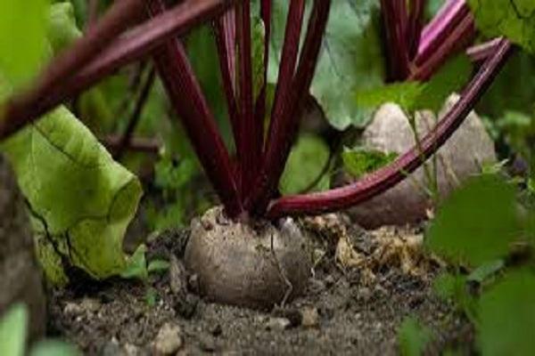 Beetroot health benefit