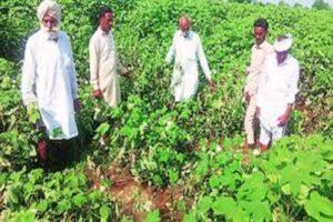 Survey of cotton fields by experts of Punjab Agricultural University