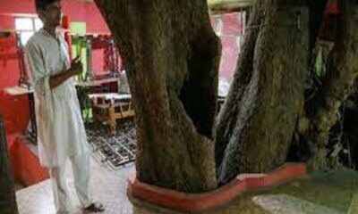 Punjab Education Department becomes active, instructions to share information about dry trees in schools