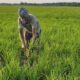 NABARD conducted training programs to promote the 'wet method'