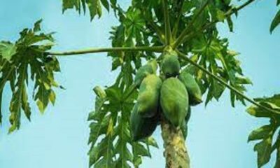 Papaya leaves Juice benefits