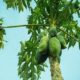 Papaya leaves Juice benefits