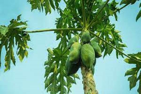 Papaya leaves Juice benefits