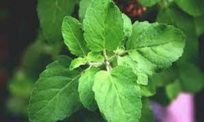 Not only cold and cough, Tulsi is the cure for all these diseases