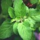 Not only cold and cough, Tulsi is the cure for all these diseases