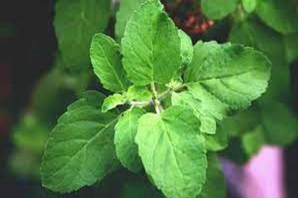 Not only cold and cough, Tulsi is the cure for all these diseases