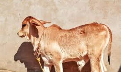 Calf of 'Sahiwal' breed