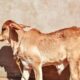 Calf of 'Sahiwal' breed