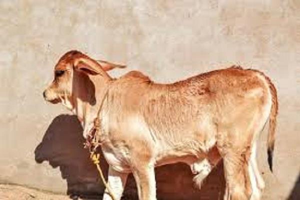Calf of 'Sahiwal' breed