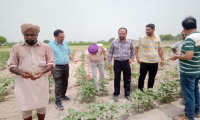 P.A.U. A high level team surveyed the cotton crop