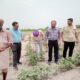 P.A.U. A high level team surveyed the cotton crop