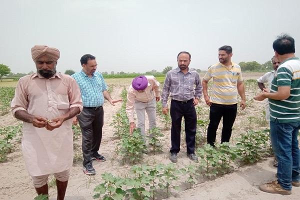 P.A.U. A high level team surveyed the cotton crop