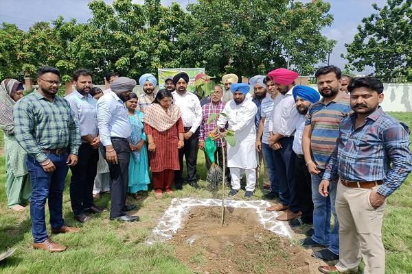 Plants planted by MLA Bhola in Eastern Constituency under the Punjab Green Campaign