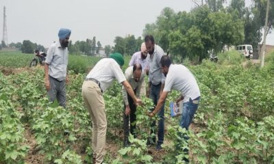 Survey of cotton fields by experts of Punjab Agricultural University