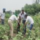 Survey of cotton fields by experts of Punjab Agricultural University