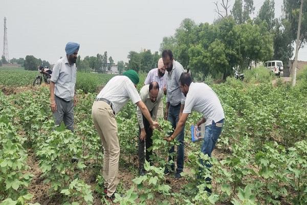 Survey of cotton fields by experts of Punjab Agricultural University