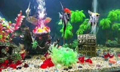 A special attraction is the aquarium with fishes hand-crafted by the students