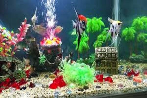 A special attraction is the aquarium with fishes hand-crafted by the students