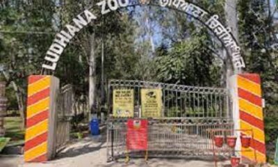 Leopard will be welcomed in Ludhiana zoo soon, it will become a center of attraction for tourists