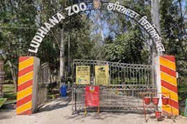 Leopard will be welcomed in Ludhiana zoo soon, it will become a center of attraction for tourists