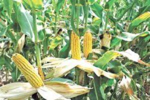 PAU Training course on setting up agro-based industries