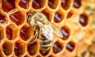 PAU Webinar held for the association of honey bee breeders