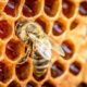 PAU Webinar held for the association of honey bee breeders