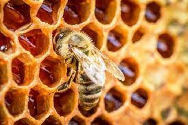 PAU Webinar held for the association of honey bee breeders