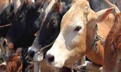 Formation of 81 teams for cattle inspection in Ludhiana, advisory issued for cattle breeders and gaushalas