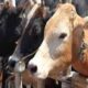 Formation of 81 teams for cattle inspection in Ludhiana, advisory issued for cattle breeders and gaushalas