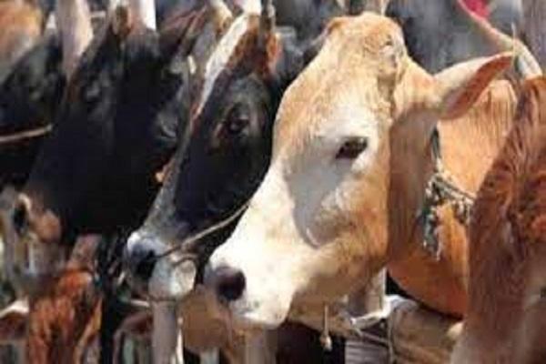 Formation of 81 teams for cattle inspection in Ludhiana, advisory issued for cattle breeders and gaushalas