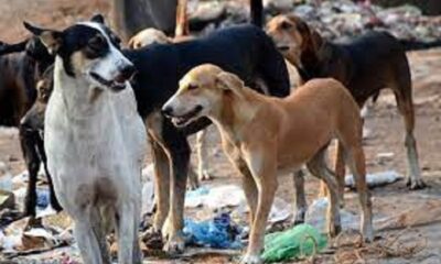 Accused of oppressing orphans arrested, used to kill dogs by tying them in nets, medicines, vaccines and nets recovered