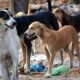 Accused of oppressing orphans arrested, used to kill dogs by tying them in nets, medicines, vaccines and nets recovered