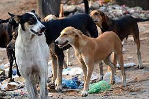 Accused of oppressing orphans arrested, used to kill dogs by tying them in nets, medicines, vaccines and nets recovered