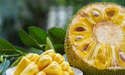 Consuming jackfruit is beneficial for thyroid patients